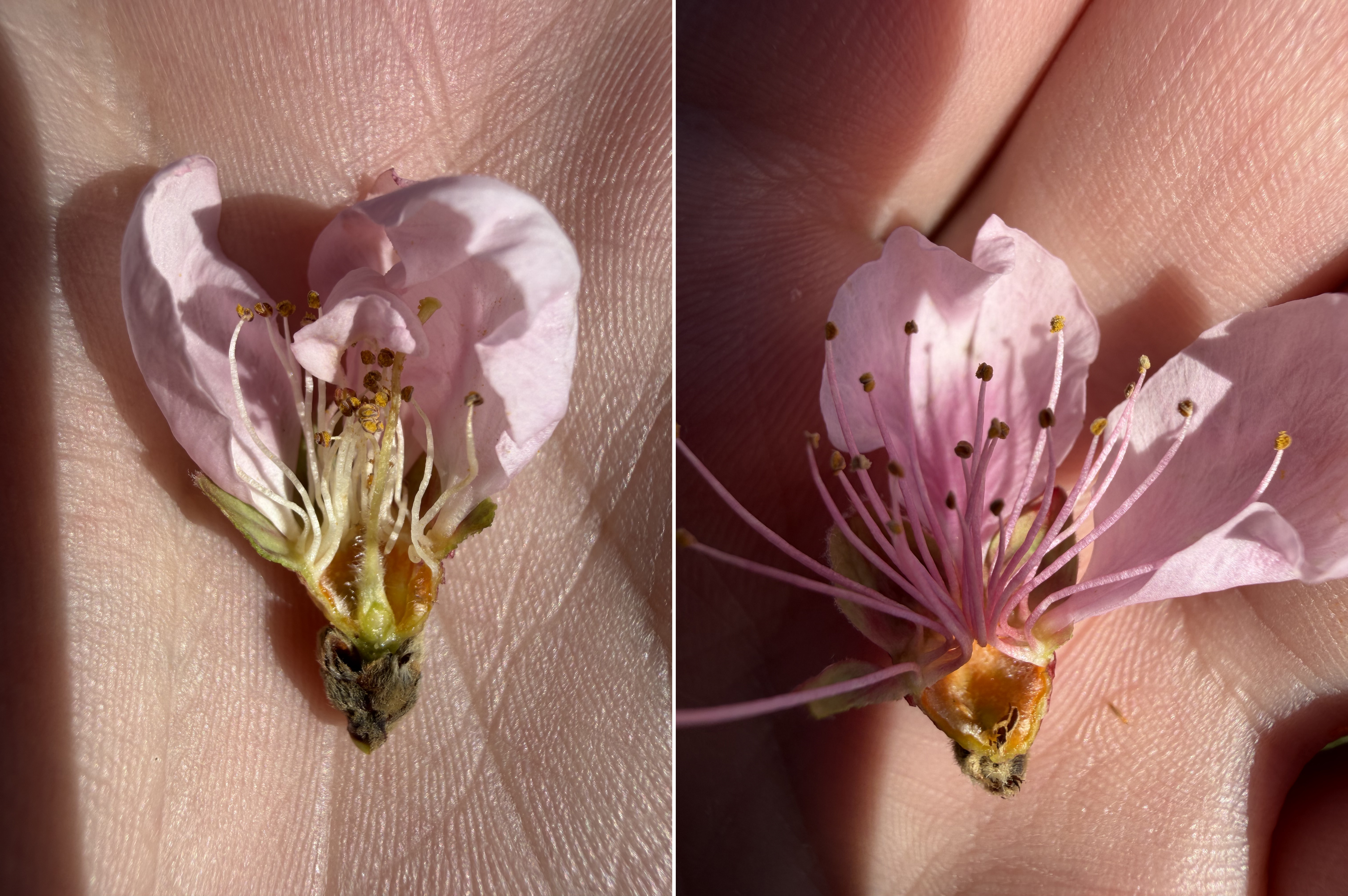 Alive and dead bud4-22-26_Dan Dick.jpg